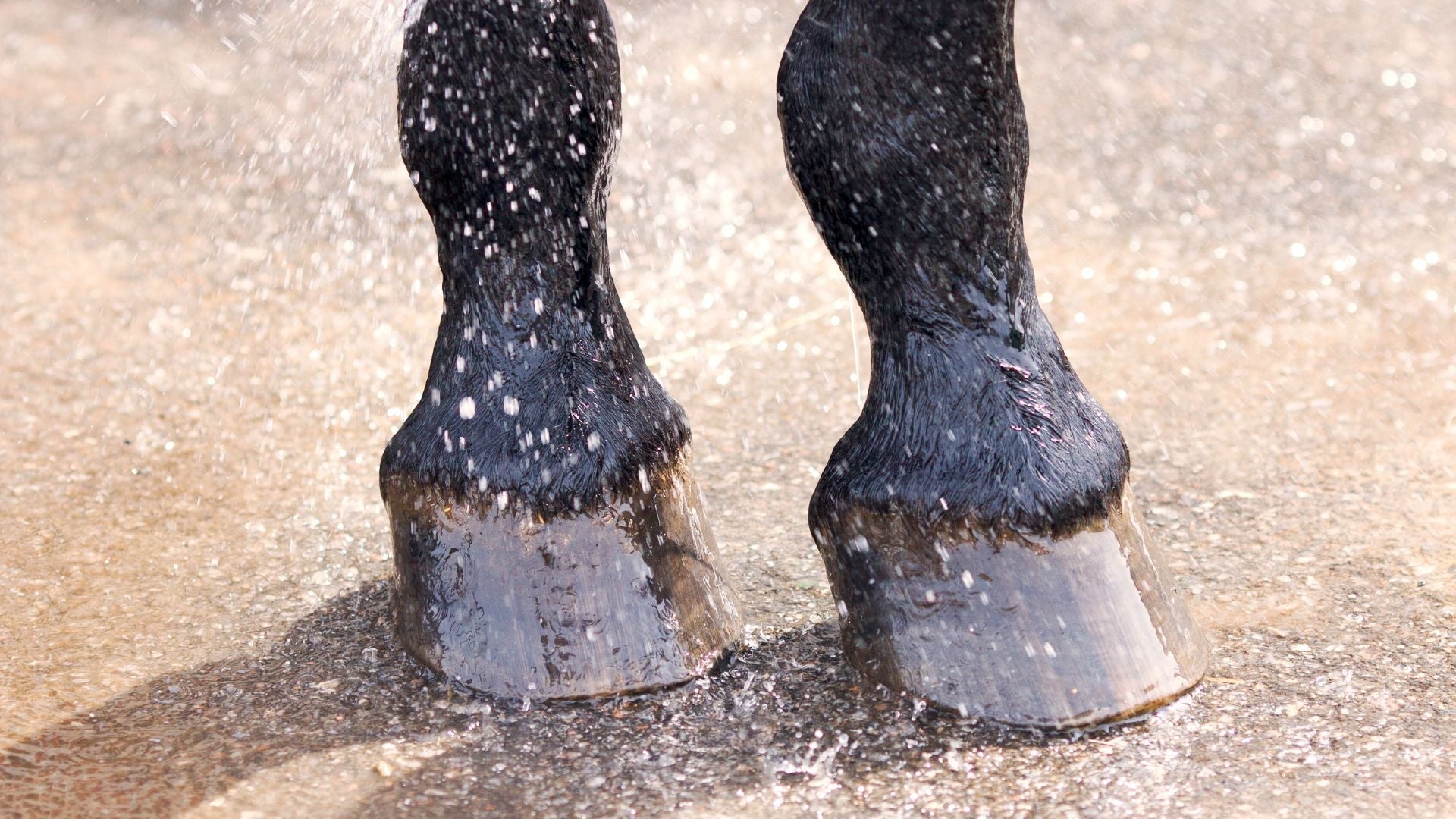 Hestepleje, pleje til hest, pelspleje, hovpleje, hesteshampoo, hestebalsam, hovolie, hovrensere, strigler til hest, strigler og børster, massagebørster, sund pels, velplejede hove, daglig pleje.