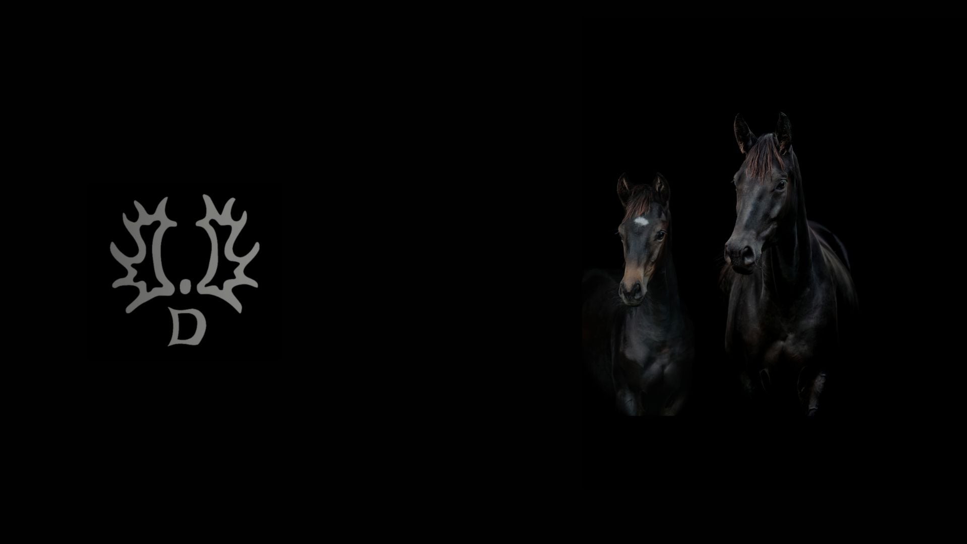 Trakehner Avlsforbundet i Danmark