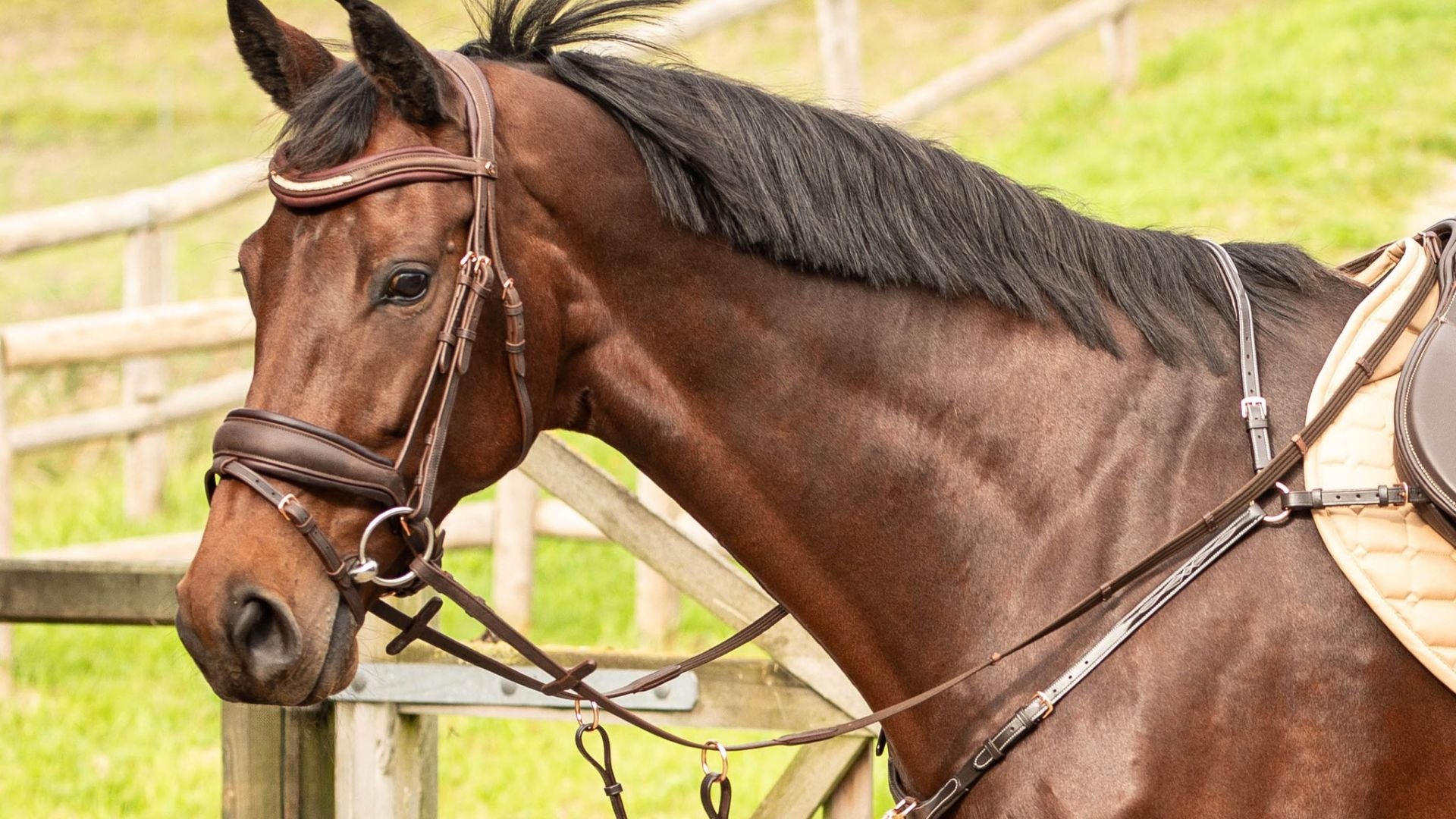 harrys horse rideudstyr til longering hest træning longesystem longeline fra harrys horse shop online hos stenholtgaard rideudstyr
