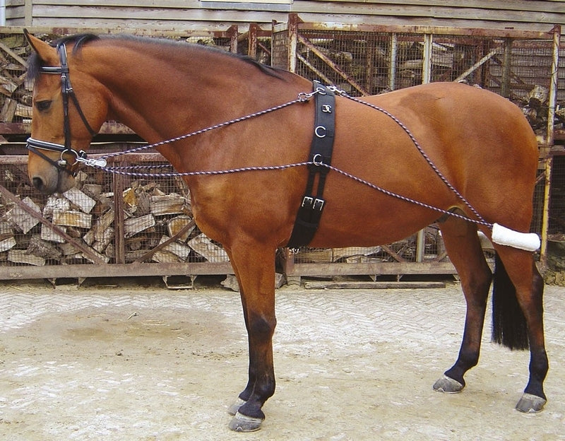 Harrys Horse Longesystem