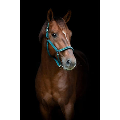 HG Sandra Grime - Ponderosa Pine