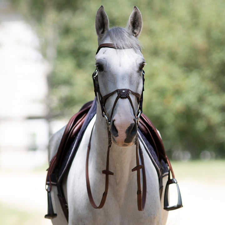Antares - Origin anatomic figure 8 noseband
