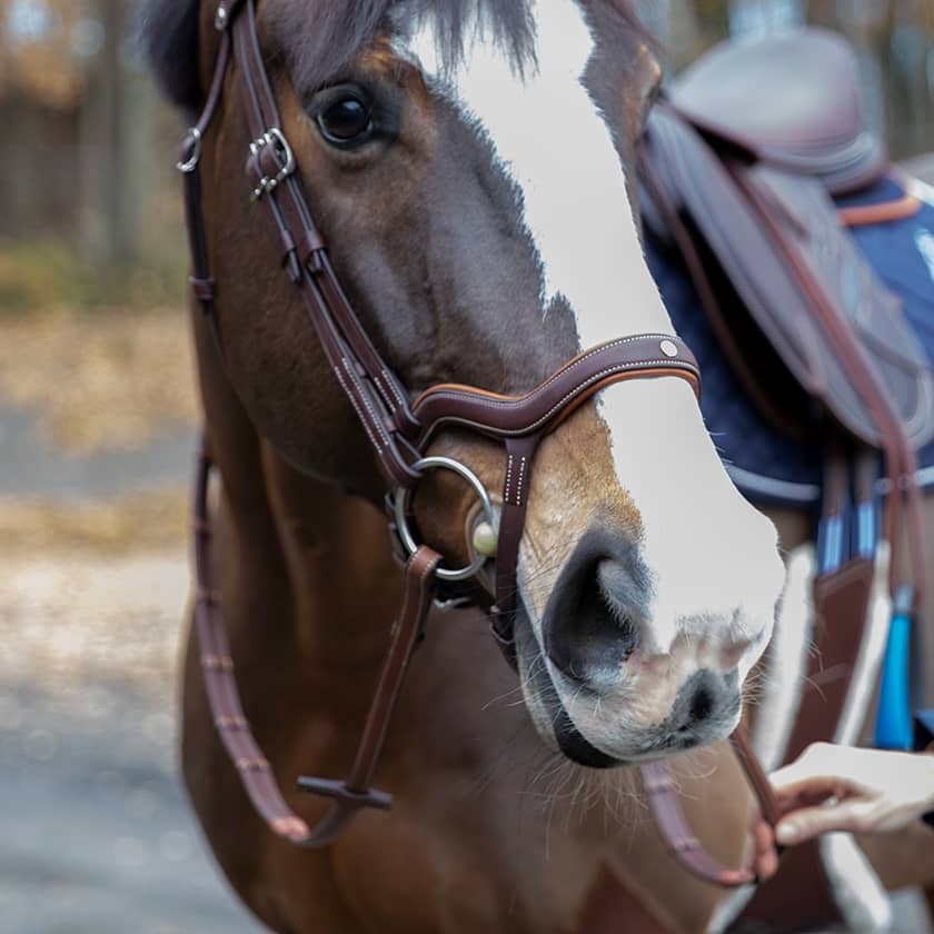 Optimer din hests komfort med Antares - Precision Y noseband anatomic, designet til præcision og optimal pasform.